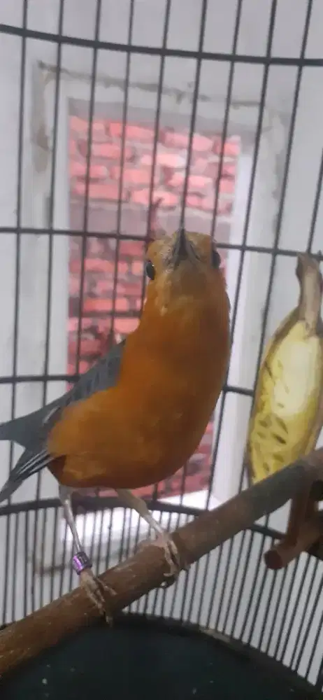 Anis merah buka ekor