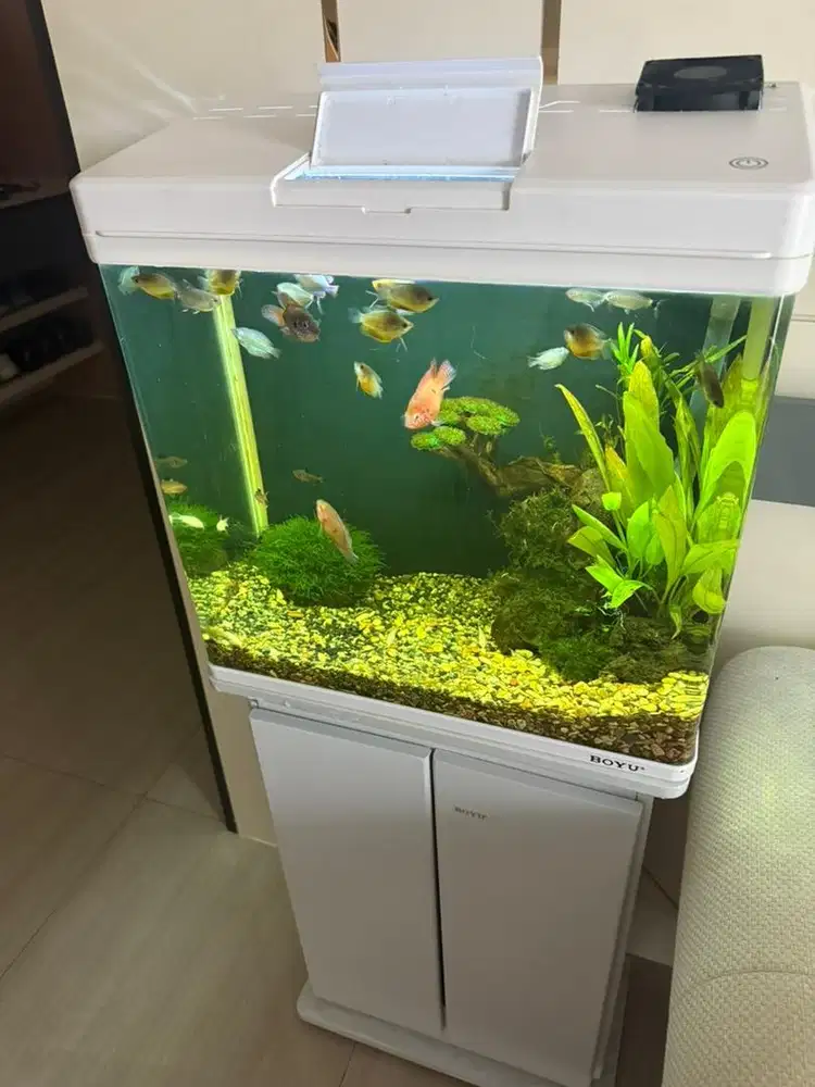 Boyu 45 Ltr Set Aquarium & Kabinet Ms-520m - Putih