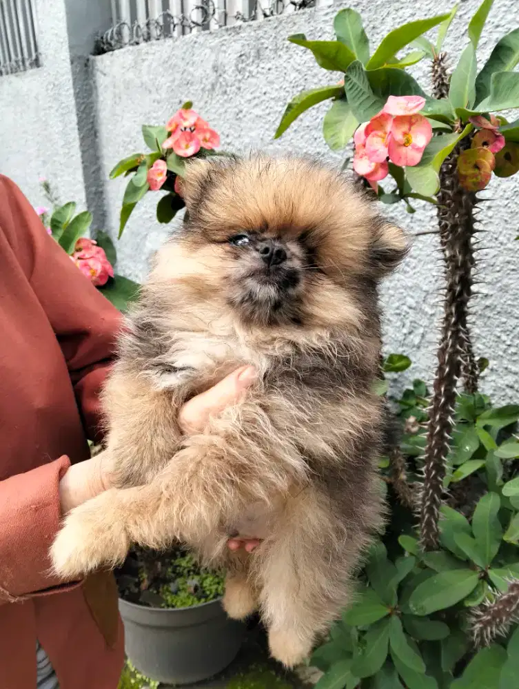 Dijual pom sable jantan