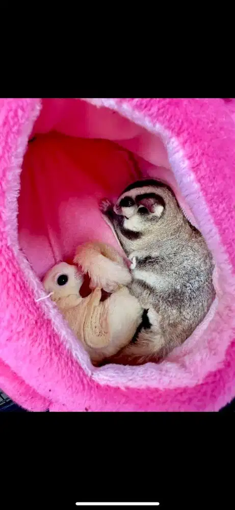 Sugar glider dan kandang dll