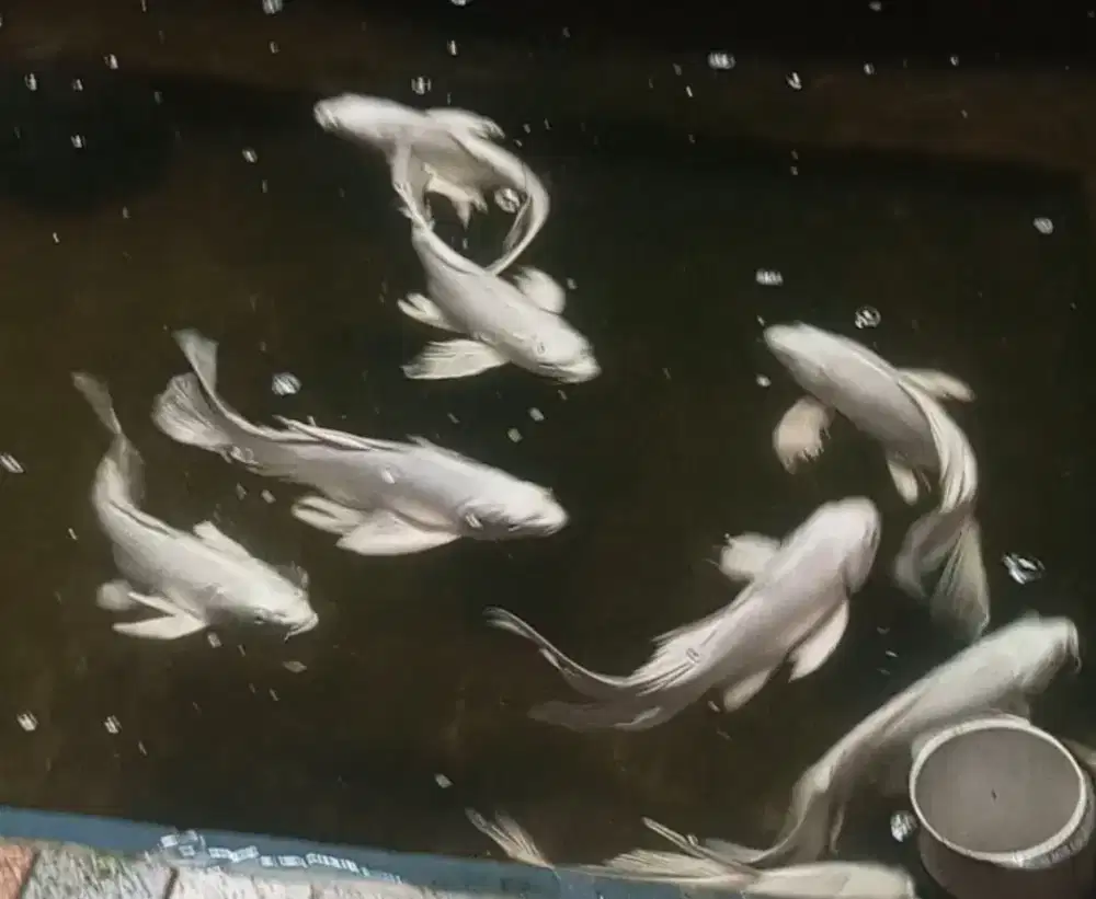 Ikan koi platinum kumpay grade A full putih jual borongan