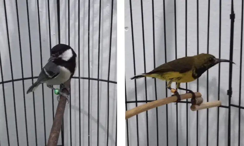 2 burung 200 burja net