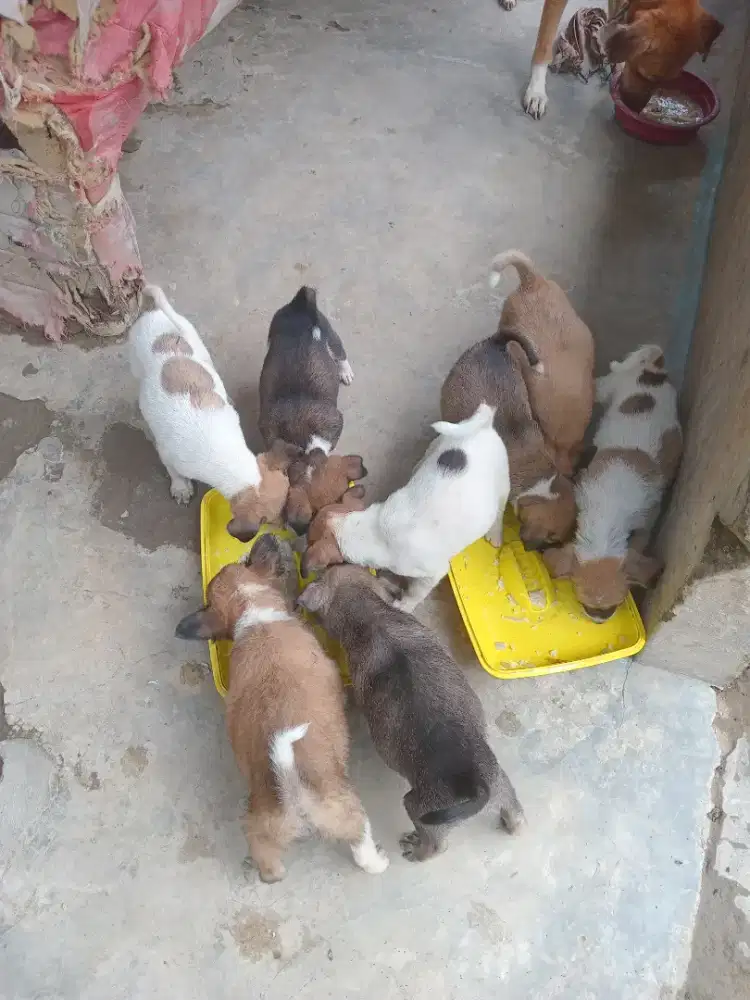 Anak anjing sehat murah (untuk dipelihara)