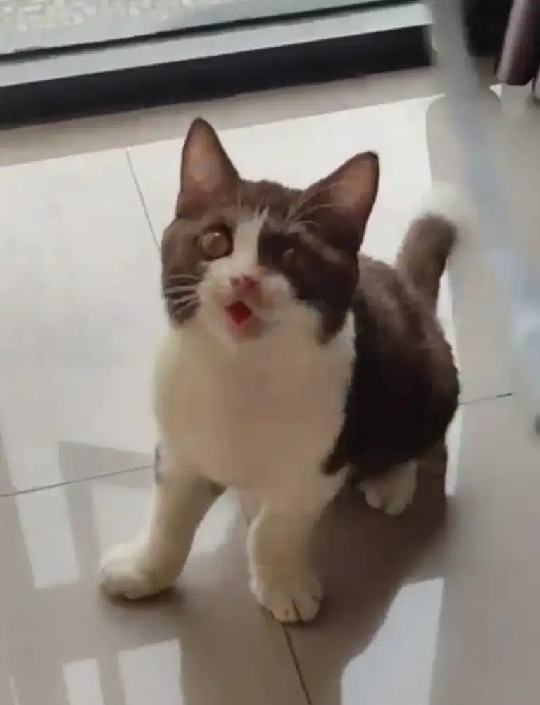 British Short hair Nico Cinnamon Jantan