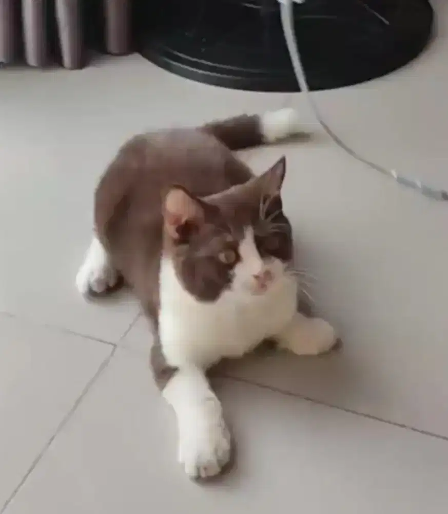 British Short hair Bico Cinnamon Jantan BSH