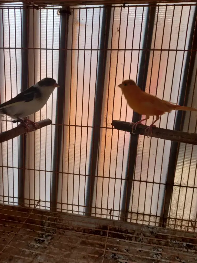 Burung kenari jodoan