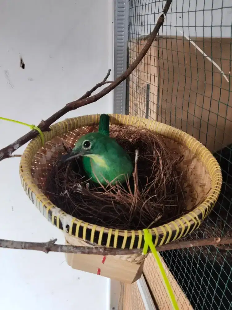 Burung jalak suren sepasang