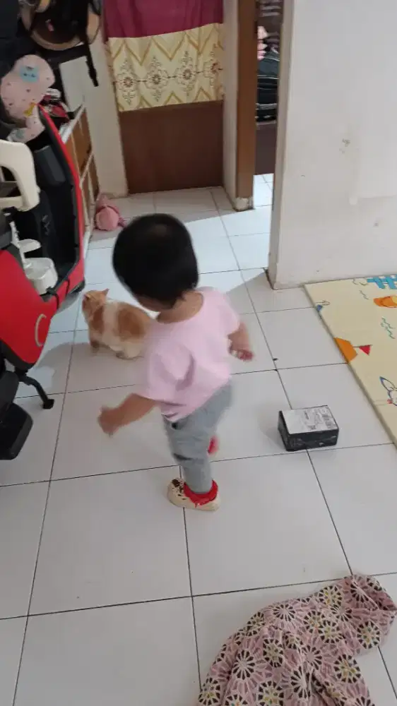 Kucing Flatnose betina