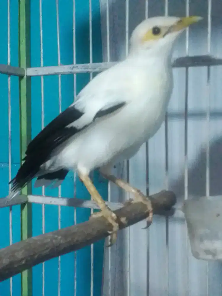 JALAK GACOR BRISIK 850 FULSET NO KRODONG