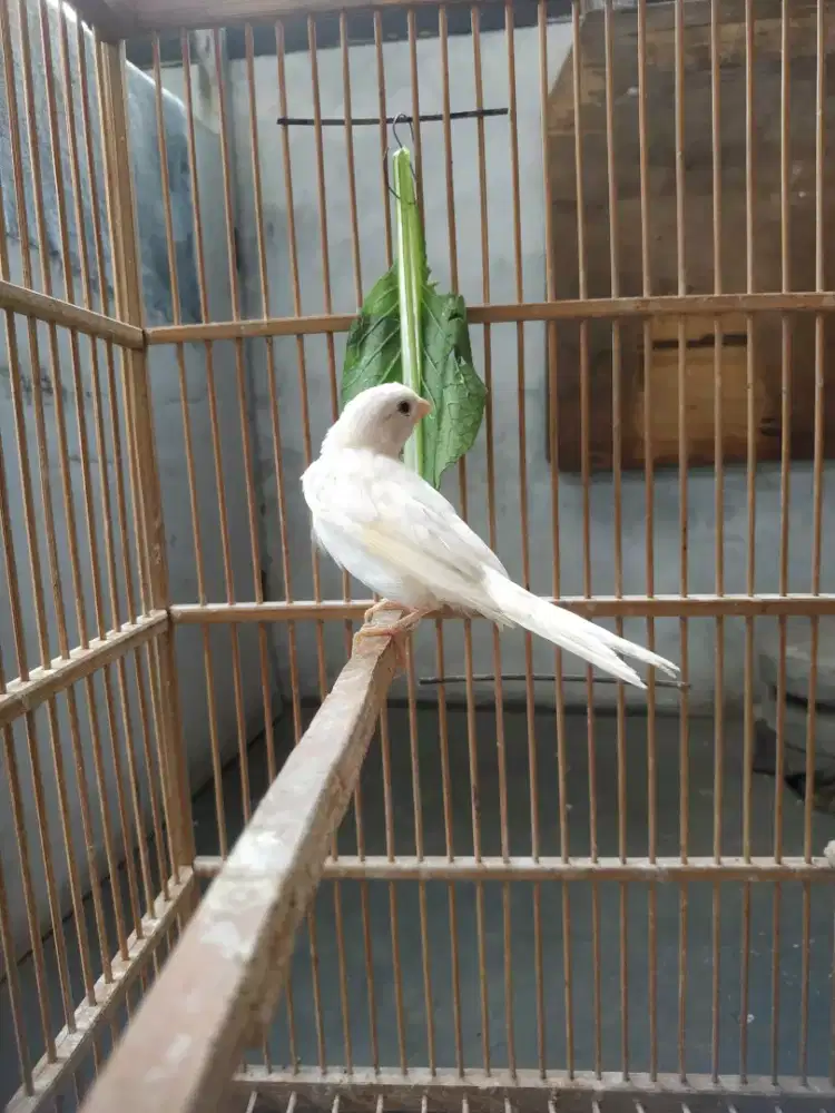 Anak kenari putih loper
