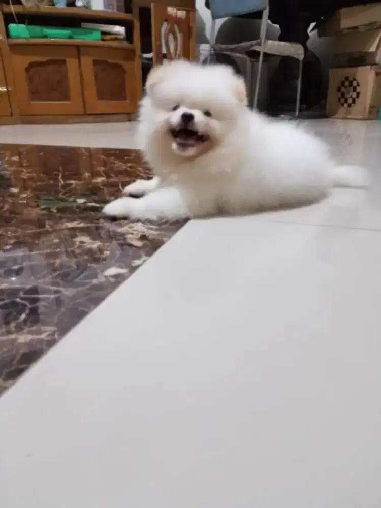 Anakan minipom jantan