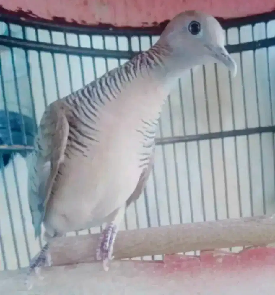 Perkutut gacor ngoar bukor lokal alam