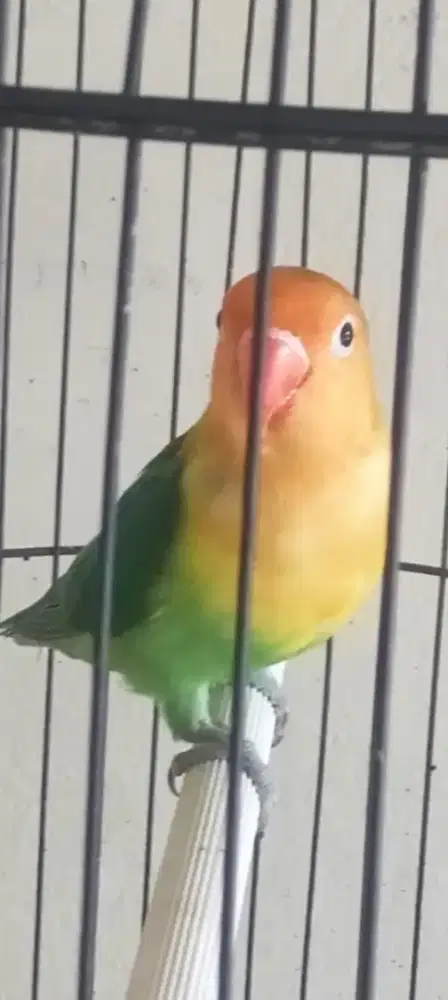 Lovebird PB Balibu Prospek