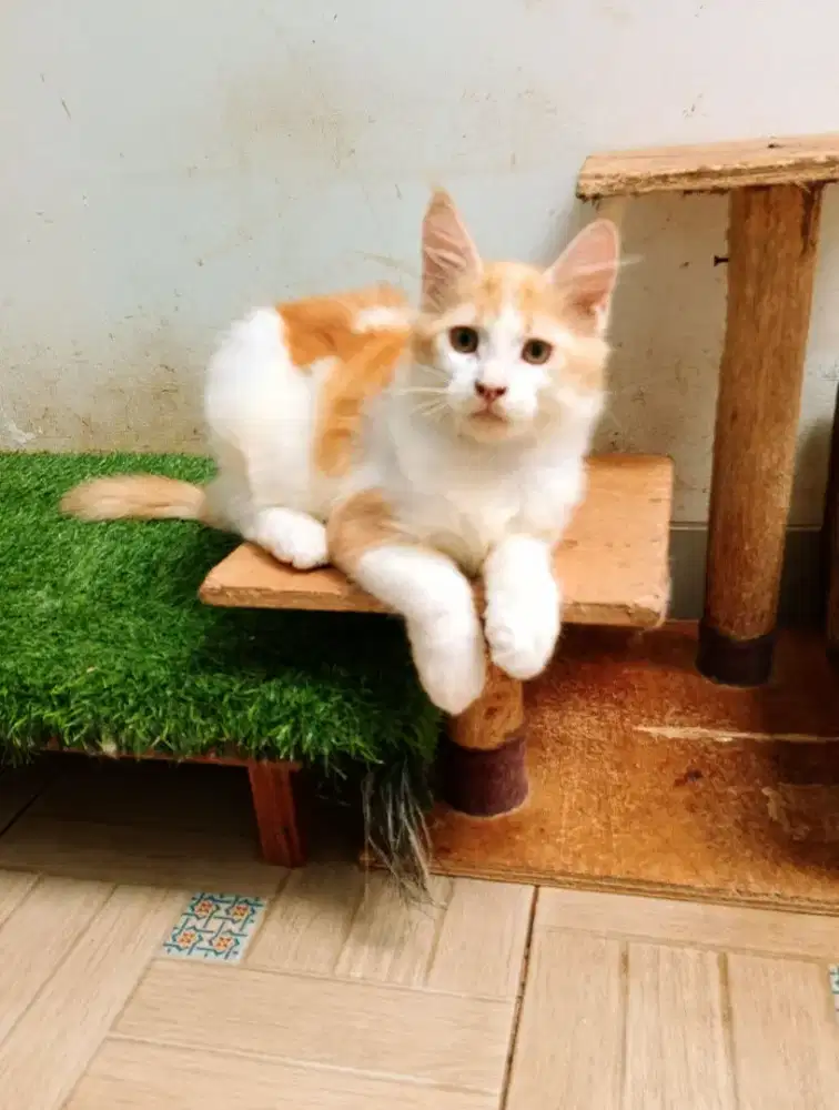 Kitten mainecoon betina pure no mix. Induk ped cfa mainecoon