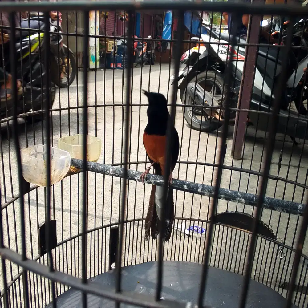 Murai ekor panjang 30