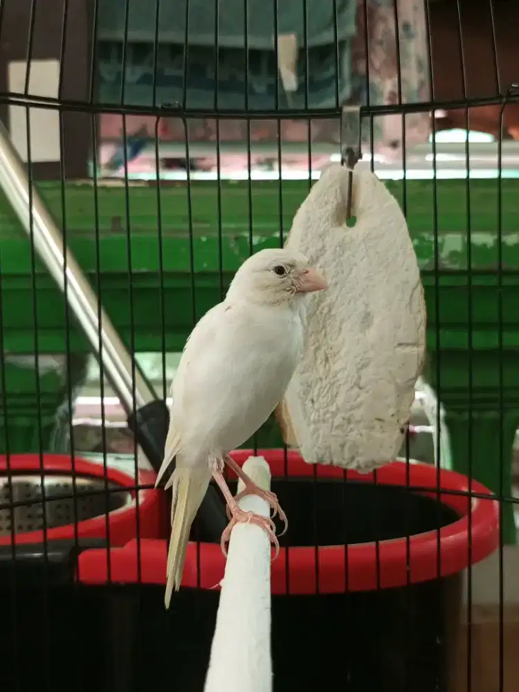 Di juaL kenari paud riwikan