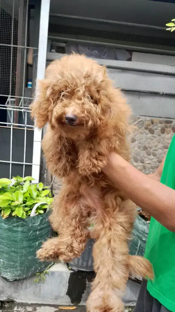Anjing red poodle betina