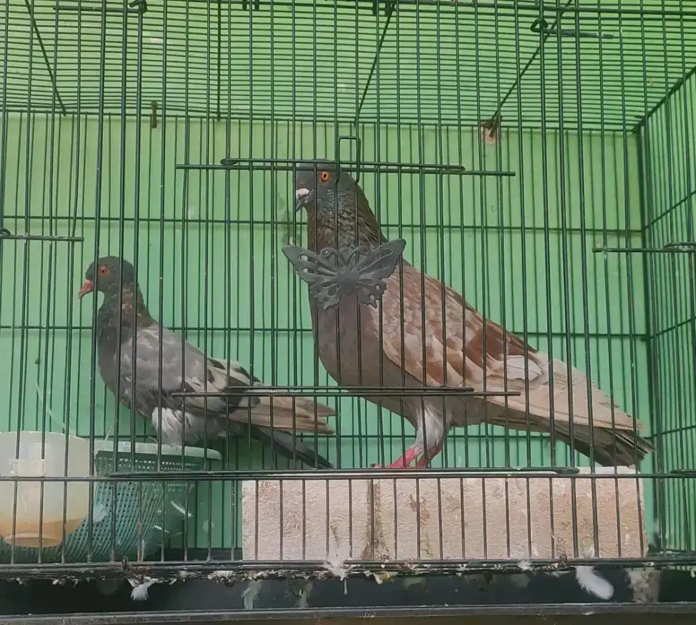 Burung dara murah .