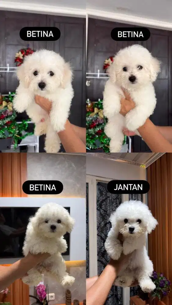 Bichon Frise Puppy - Korea Import