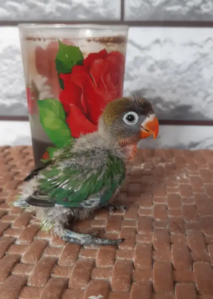 Lovebird Lolohan Anakan Ijo Standar