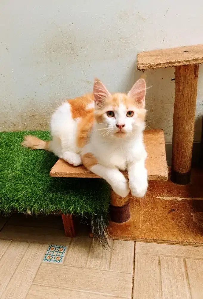 Kitten MaineCoon Betina Pure. Induk ped CFA Maine Coon