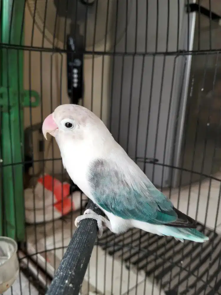 Burung Lovebird jantan mapan