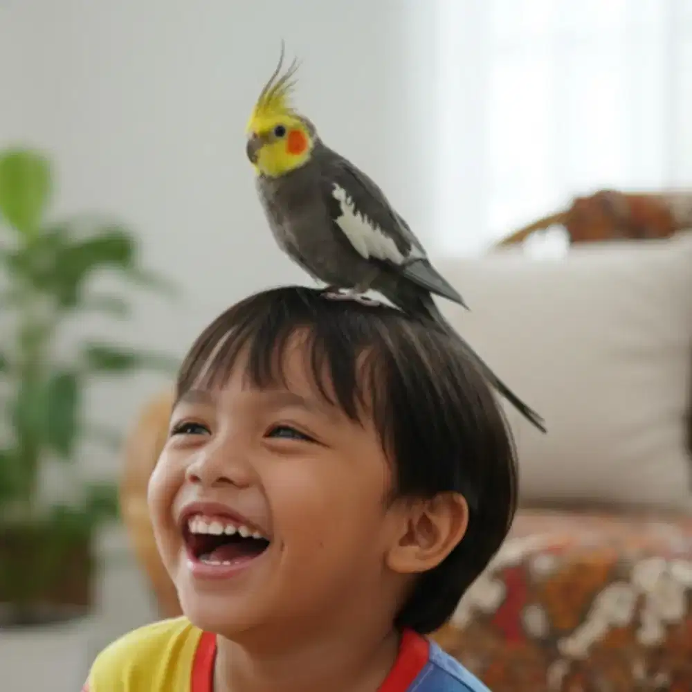 Falk Parkit Australia Jinak Warna Cantik