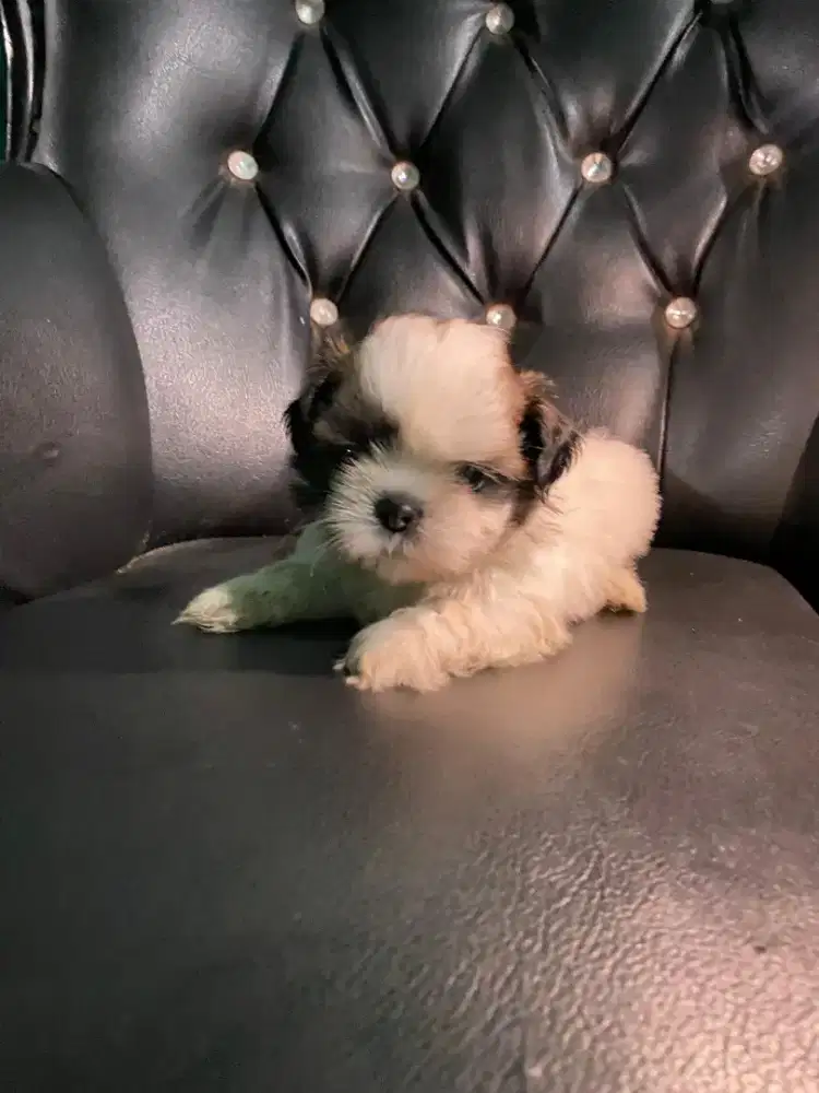Jual puppy shihtzu betina