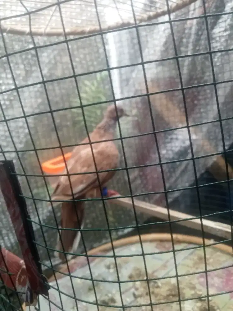 Tekukur MKH kuk 1 dewasa harian aja