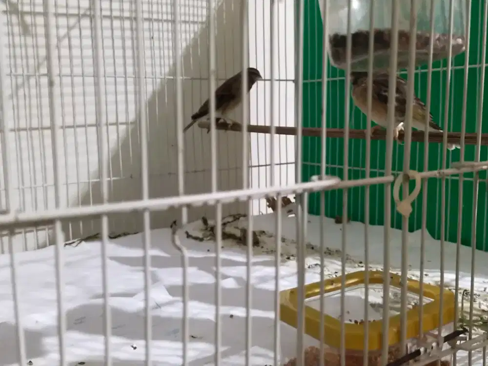 2 pasang blackstrout