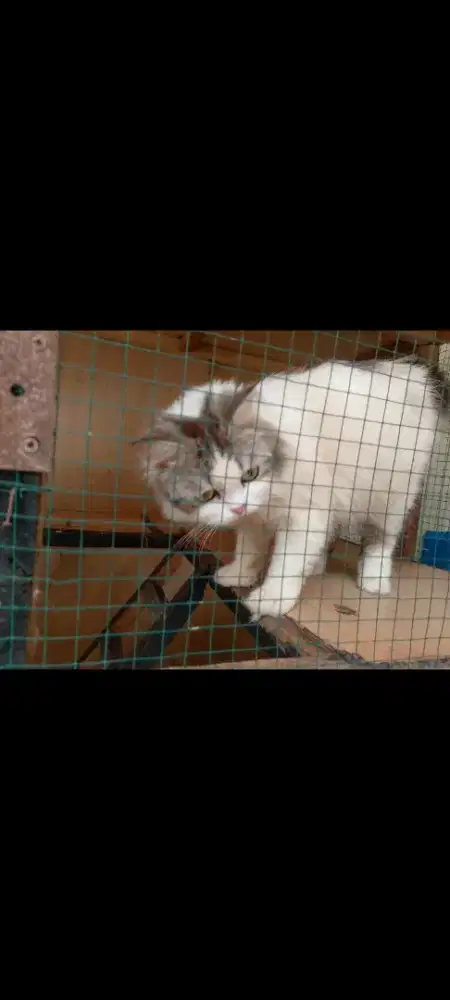 Persia betina usia 1.3 bulan