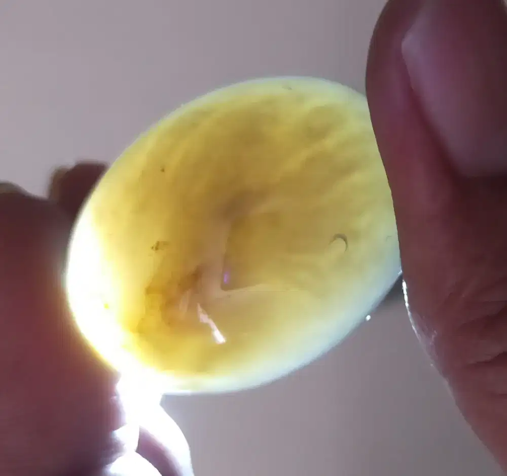 Bacan jumbo serat ager joss