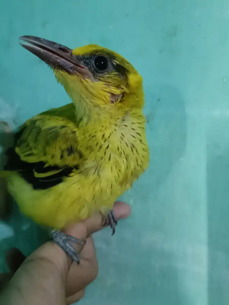 Burung kepodang junior