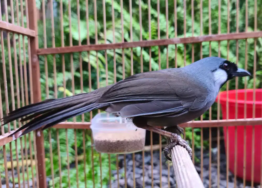 Poksay Hongkong Betina