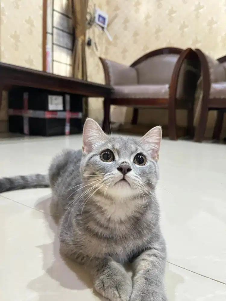 BRITISH SHORTHAIR TABBY