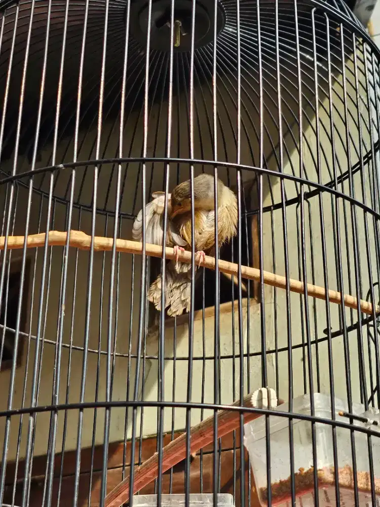 Ciblek gunung lepas loloh jantan