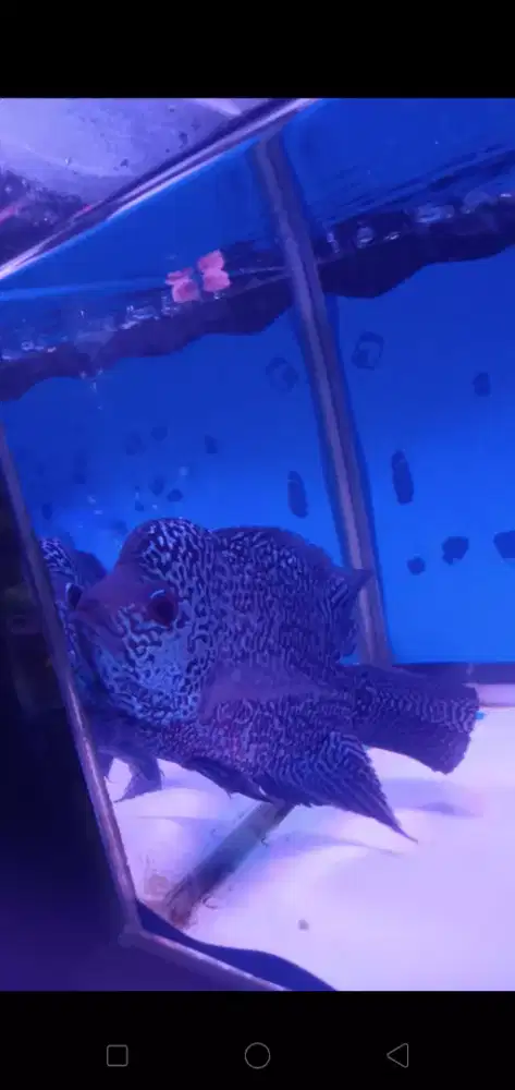 IKAN LOUHAN edisi bosan