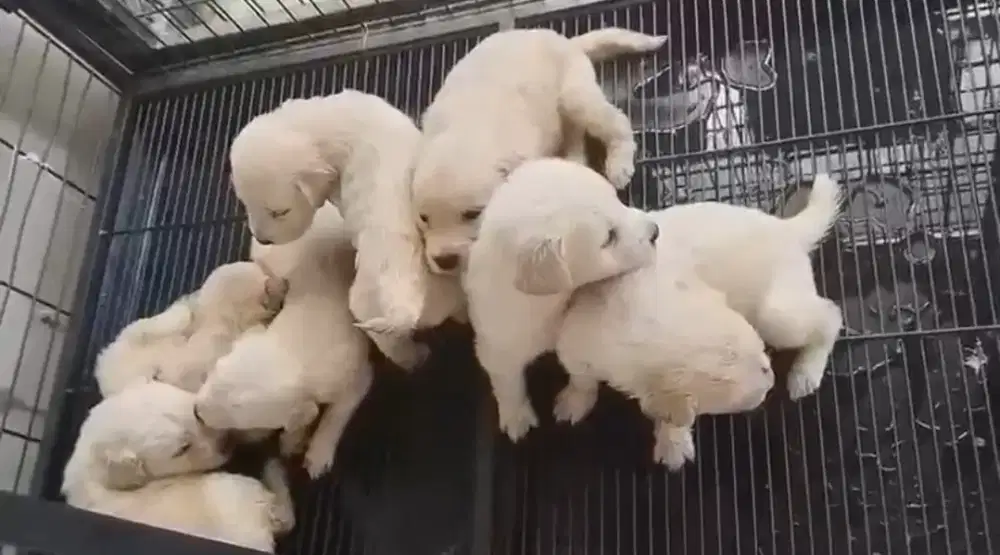 anak anjing golden retriever jantan sisa 2 lagi