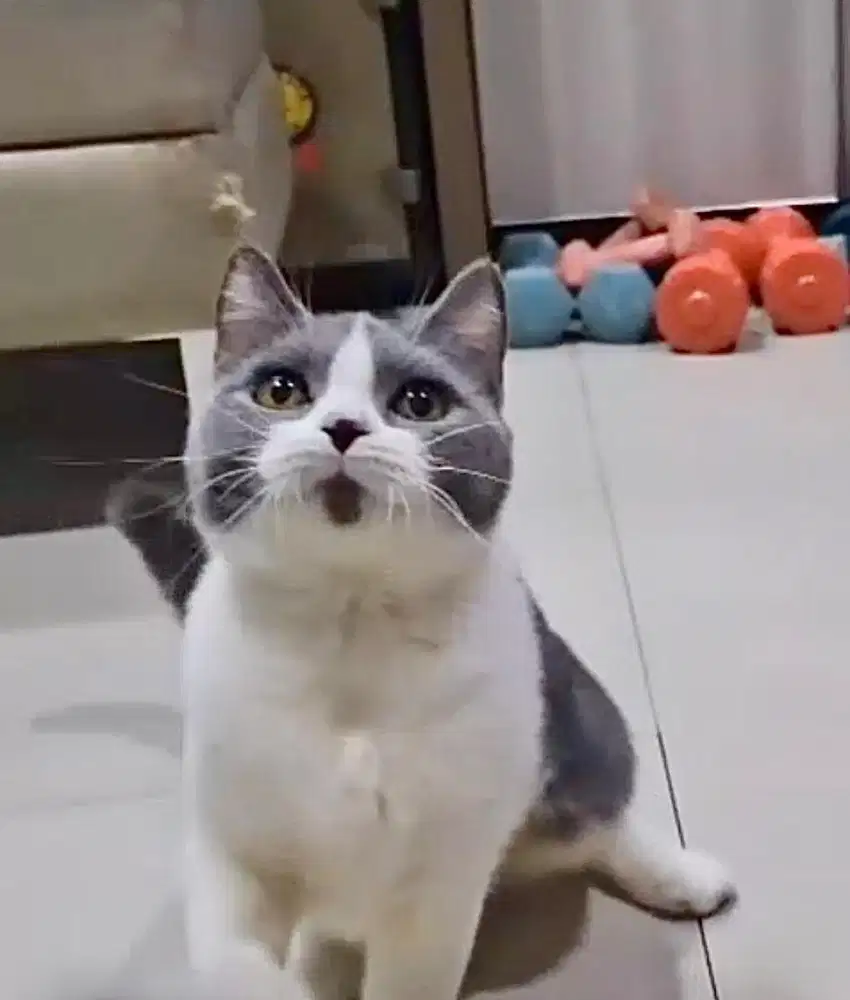 British shorthair female bicolor