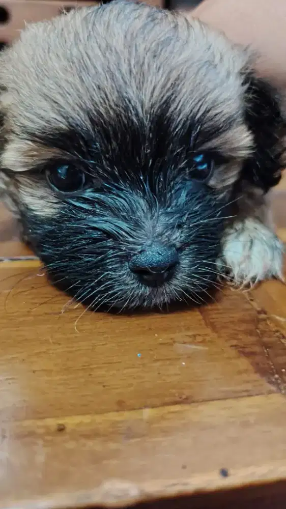 Shitzu mix pudel shitsu mix poodle