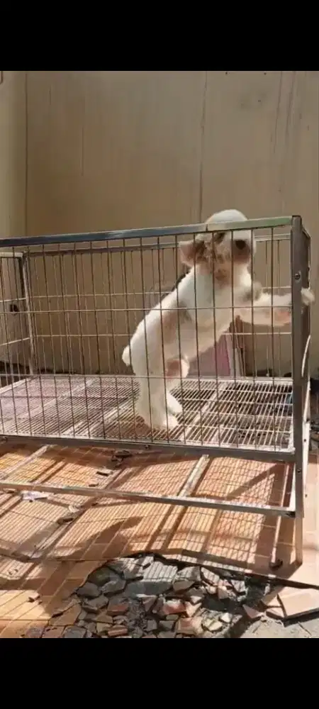 Party pudel jantan stambum dan vaksin..cocok buat bibit