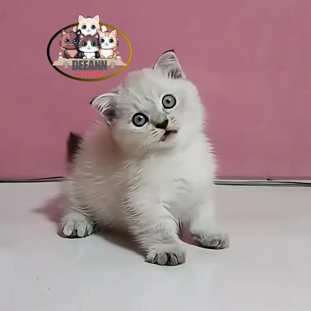 Kucing Munchkin BSH Gaelic Fold