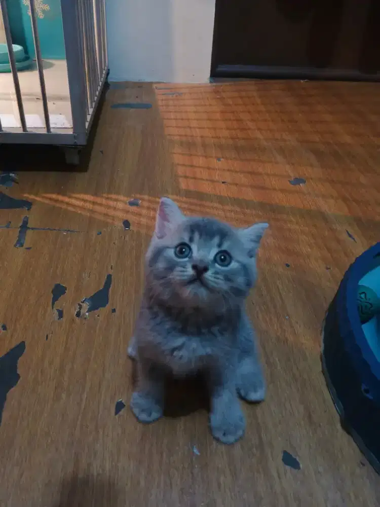 Kucing BSH Blue Tabby