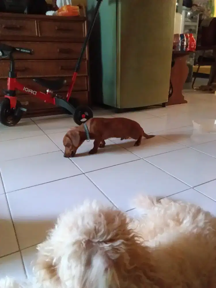 Pacak Anjing Tekel mini