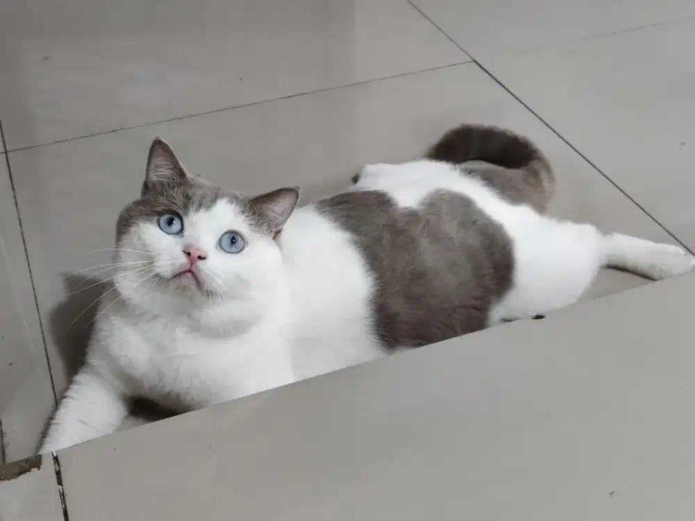 BRITISH SHORTHAIR BSH BICO LILAC MATA BIRU PED WCF