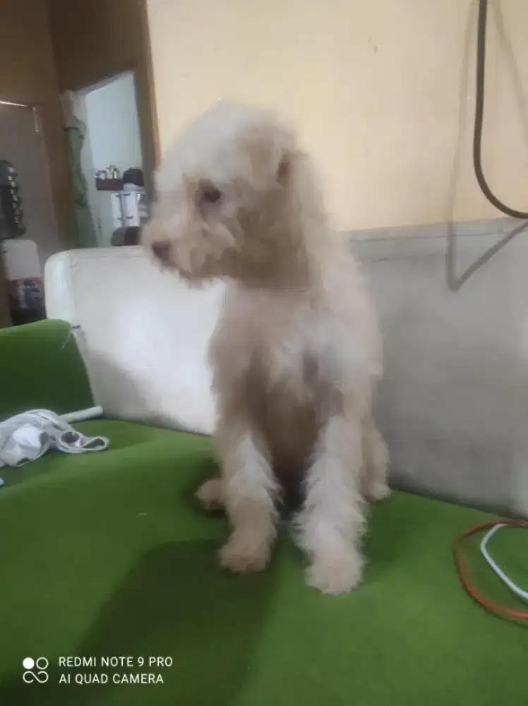Pacak Anjing Mini Poodle