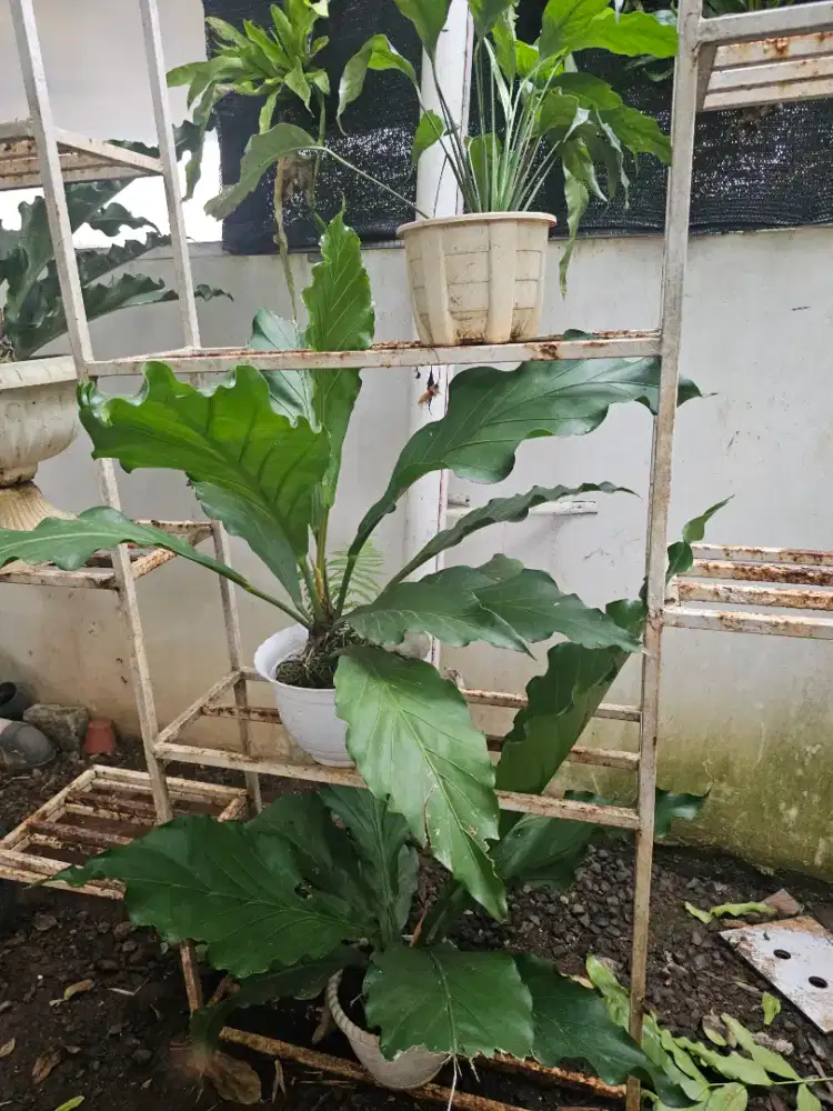 Kesempatan bekerja sebagai asisten rumah tangga dan mengasuh