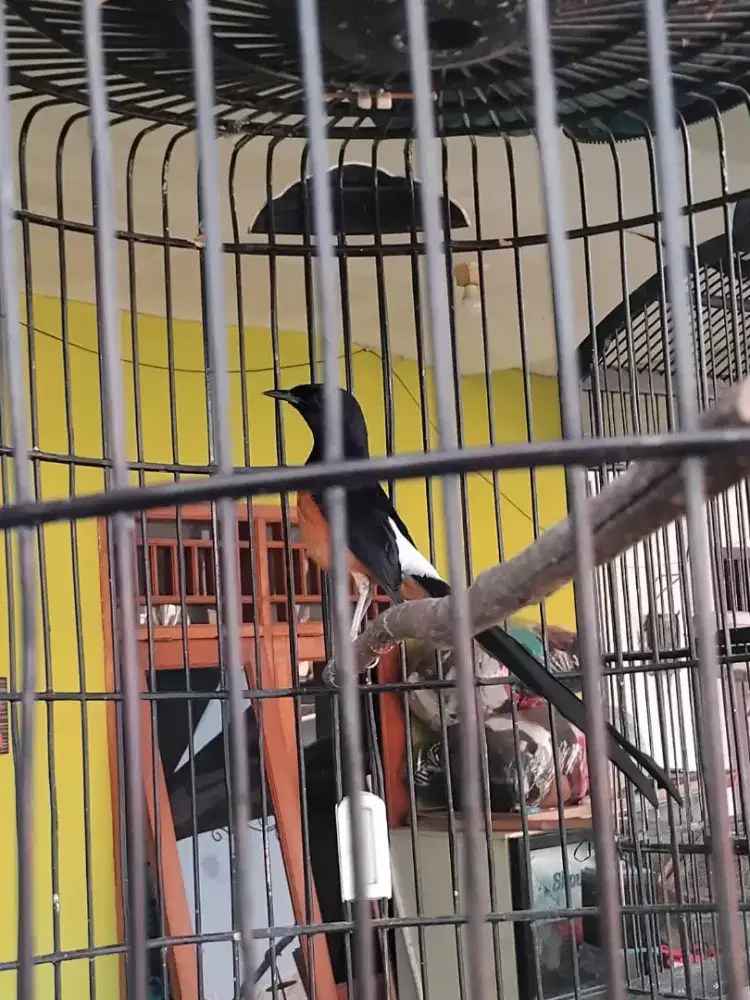 Burung murai ful set bunyi