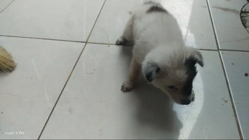 Jual anak anjing mix usia 3 bulan sehat dan gemuk dan sudah makam nasi