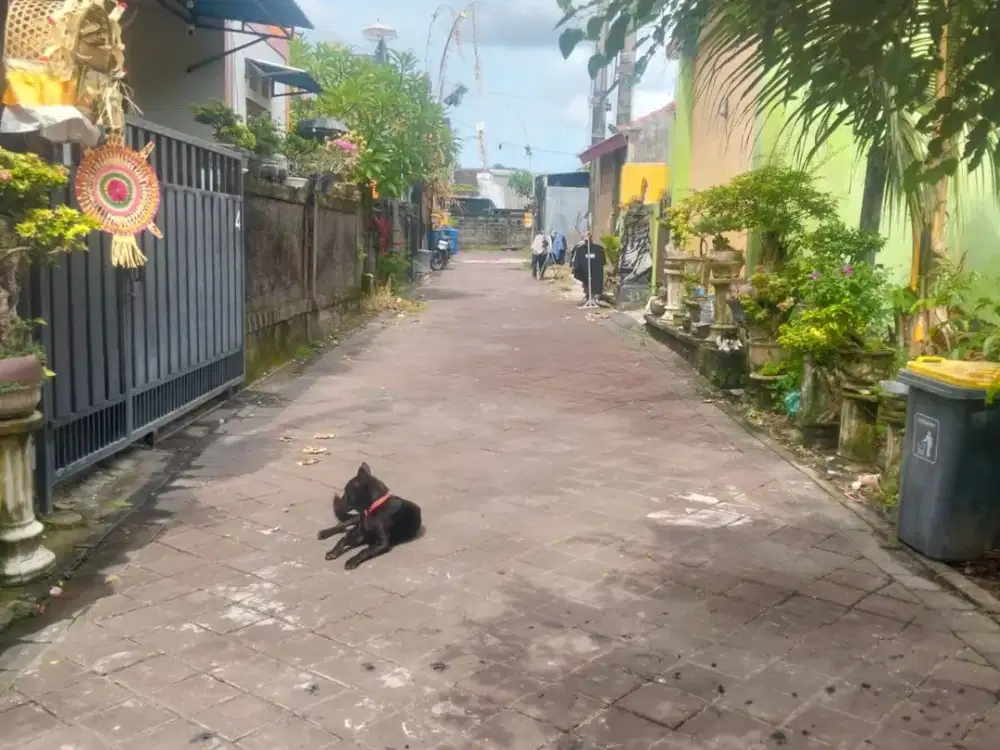 DIJUAL CEPAT! TANAH MURAH SIAP BANGUN – LOKASI STRATEGIS DALUNG, Jl. Wayan Gentuh ( IR / LM )